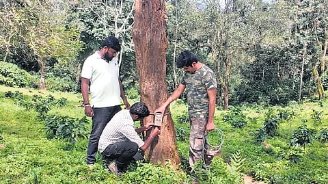 The department is also using the GSM-based camera traps to track the movement of wildlife near human habitations to send alerts to locals. 
