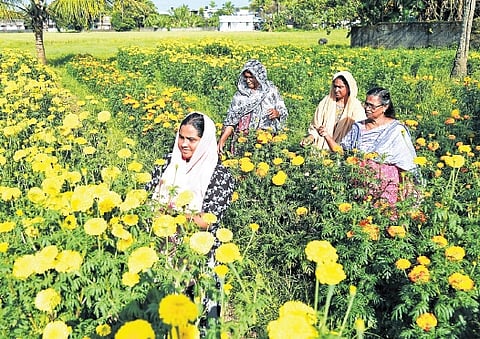 Women pluck flowers from their farm at Veliyathunadu in Kochi 
