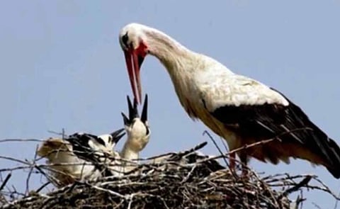 Every year, spot-billed pelicans and painted storks migrate from Siberia to these wetlands in September and return with their chicks in March.