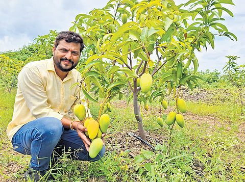 Farmer Naveen Manganawar has 3,000 trees of the Thailand mango variety on his seven-acre orchard in Shivanagi village of Vijayapura district.