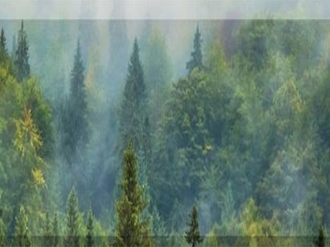 Centre releases new rules for calculating Green Credit for tree plantation, focuses on canopy density. 