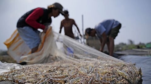 India exported 19,72,018 tonnes of seafood worth Rs 73,890.46 crore ($8.45 billion) in 2025-26. Andhra Pradesh contributed 4,09,274 tonnes worth Rs 23,765.11 crore ($2.72 billion).