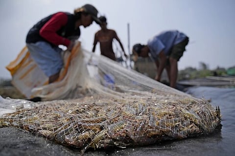 Odisha is the fifth-largest vannamei (whiteleg) shrimp producer in the country with annual production of over 30,000 tonne.