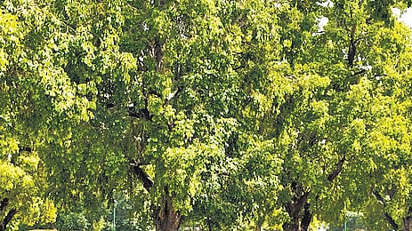 As per the Act, a “tree” is any woody plant whose branches spring from and are supported upon a trunk or body that is not less than five centimetres in diameter and at least 30 cm tall.