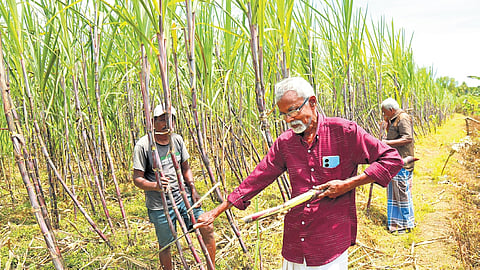 Varghese harvesting sugarcane in his farm at Alangad 