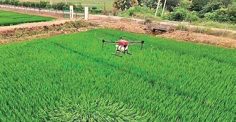 Agriculture
