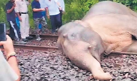 After being hit, the injured elephant reportedly dragged itself on to the adjacent track and collapsed. 