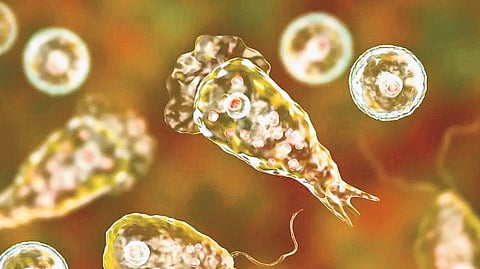 Amoebic meningoencephalitis is a very rare infection but its outcomes are usually severe. 