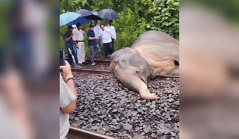 A local forest officer informed the incident occurred around 5.20 am when the Bhubaneswar-Dhanbad Special Train, moving on the Down line, hit the single female elephant. 