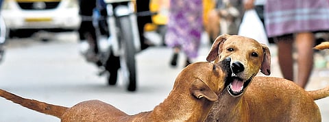 The board is also planning to commence a statewide sterilisation and mass rabies vaccination drive from October, particularly in areas outside Chennai.