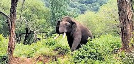 Explaining about the monitoring of the wild elephant nicknamed ‘Rolex’ at night, a forest range office denied that they have attempted to tranquilise the animal to capture it.