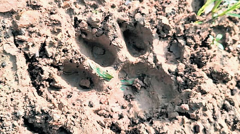 Tiger pugmarks were spotted at the Vanguttalu on the outskirts of Palampet in Venkatpur mandal in Mulugu district on Monday 