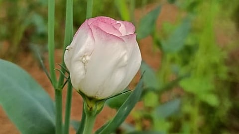 Mexican flower Eustoma.
