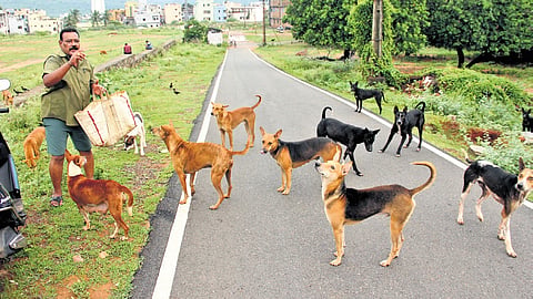 The court observed that releasing the dogs in the same location would defeat the very purpose of the exercise.