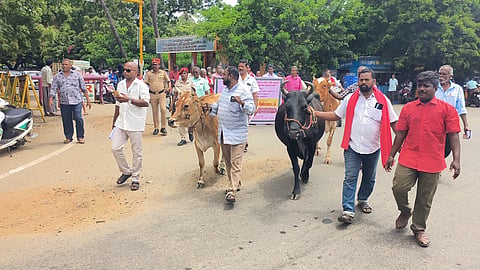 Farmers in Karaikal staging a protest in front of the office of the joint director of animal husbandry department | Express