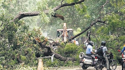tree pruning