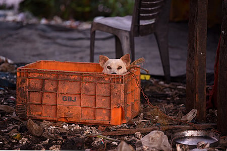 To make our streets safer, follow Supreme Court order on strays
