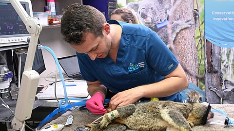 A Koala is seen being treated for chlamydia by senior Veterinarian Dr Julian Grosmaire at the Endeavour Veterinary Ecology at Toorbul, north of Brisbane, Australia, Tuesday, Sept. 9, 2025. 