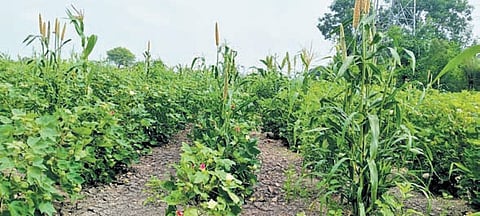 She adopted the Pre-Monsoon Dry Sowing (PMDS) method on her 4-acre farm, cultivating 30 seed varieties over 45 days.
