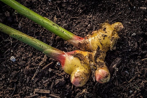 Ginger: The Spice Rack’s Secret Weapon for Lazy  Gardeners