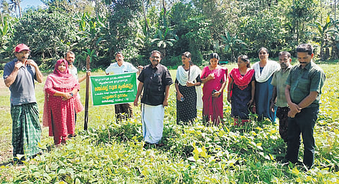 Udumbannoor panchayat and Krishi Bhavan officials on a farmland in ward 10 