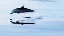 Striped dolphins were spotted off the Visakhapatnam coast.