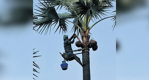 The state government has tightened regulations for felling palmyra trees and made replanting mandatory to ensure their population steadily rises.