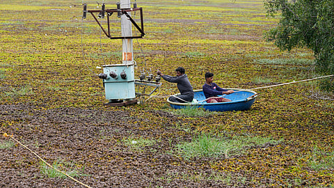 Labourers use a boat to spread a rope across to help remove the weeds floating on Doddajala Lake on the outskirts of Bengaluru, India, Saturday, Aug. 23, 2025.