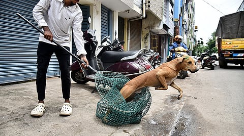 GCC staff capturing stray dogs at Chintadripet as part of their vaccination and sterilisation drive earlier this year