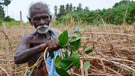 Betel leaves are cultivated in 250 acres with 1,500 farmers involved in the trade