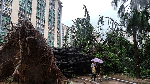 A fallen tree sits inside the park in Ho Man Tin area, as super typhoon Ragasa approaches in Hong Kong, Wednesday, Sept. 24, 2025