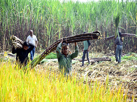 NFCSF highlighted the liquidity crisis faced by cooperative sugar mills, which could adversely affect sugar farmers. 