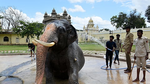 Though camp elephants are trained to follow mahouts’ commands, they are accustomed to small groups of people. 