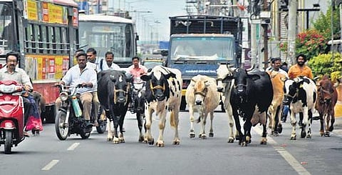 Since catching stray cattle poses risks for other road users, urban local bodies (ULBs) have been asked to ensure adequate safety measures.
