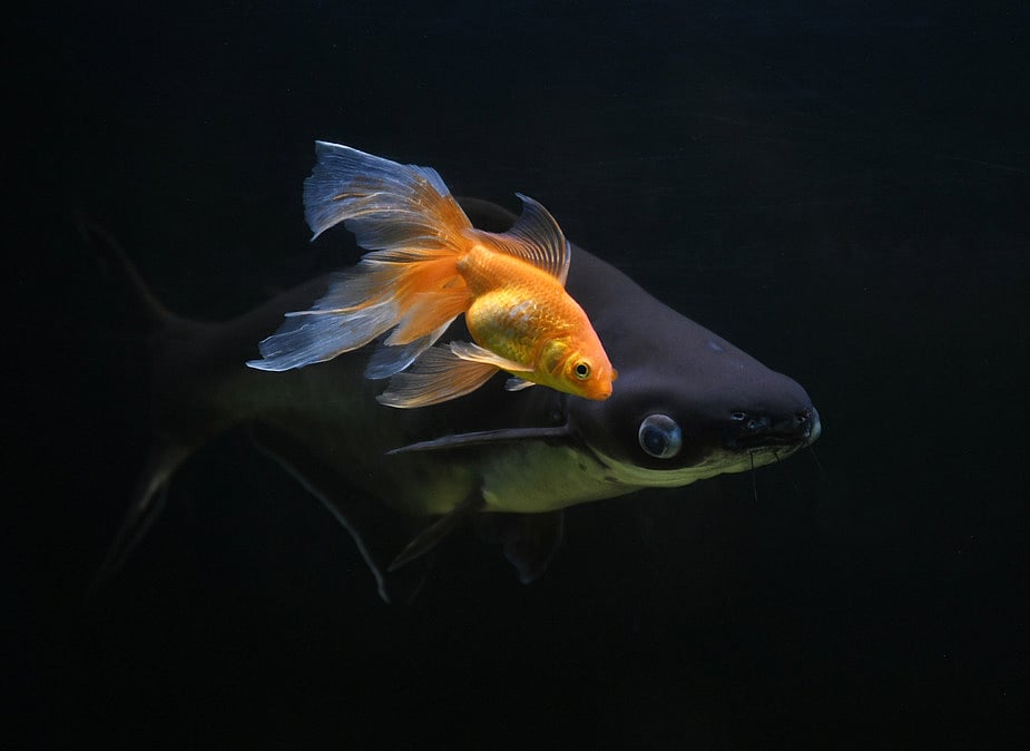 Innocuous goldfish has in it to
trigger ecological collapse in lakes: Study