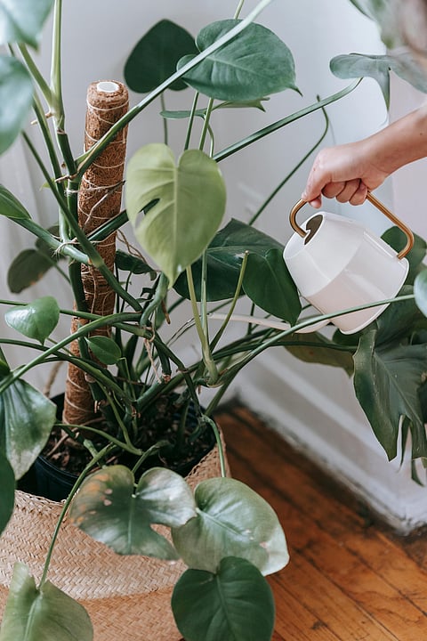 Tall plants for indoor décor this festive season