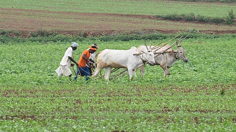 The MP said Maharashtra leads the country in farmer suicides, with the state government informing the Assembly about the 766 deaths in three months.