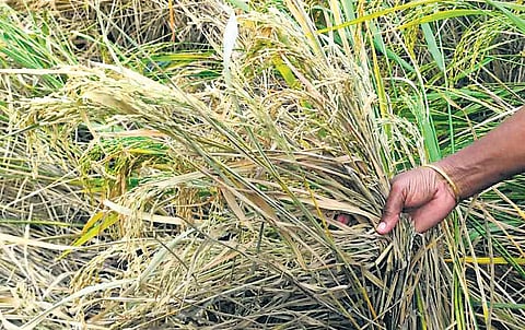 Paddy cultivation in Nagapattinam is hit by brown planthopper infestation; (inset)the pest 