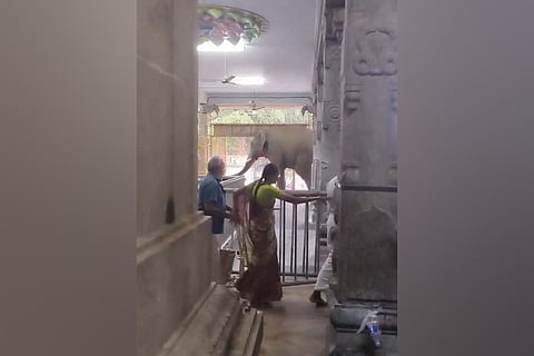 Sources said the elephant wandered around the premises before entering the mandapam through a door. 