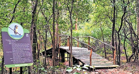Birding Trail at Debrigarh Wildlife Sanctuary 