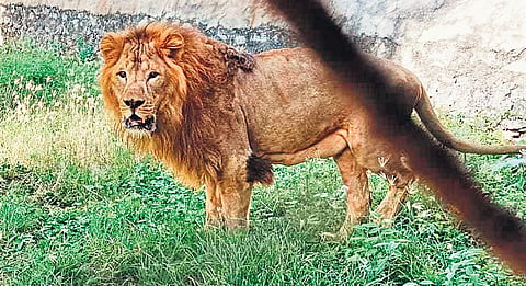 The lion appeared healthy and showed no signs of stress, said the director of the zoo in a press release. 