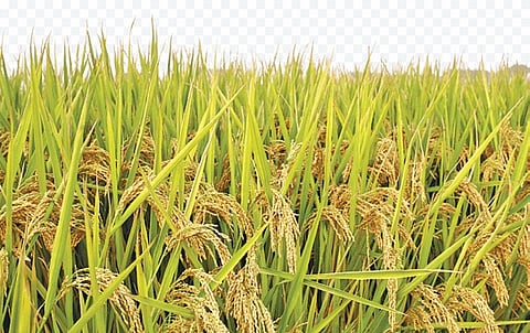 He credited farmers for achieving the record production, stating, “The record paddy production reflects the state government’s efforts