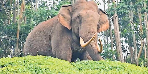 This population forms part of the Nilgiri-Eastern Ghats landscape, one of the largest contiguous elephant ranges in Asia, extending into neighbouring Karnataka and Kerala. 