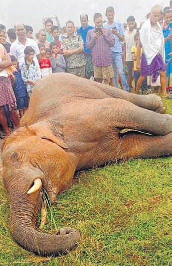 The carcass of the tusker 