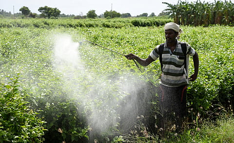 A jasmine flower farmer spraying fertilizer in his field 