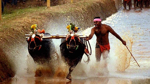 Buffalo race named 'Kambala' in Karnataka 