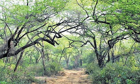 41 sq km of Southern Ridge in Delhi declared reserved forest to control pollution 