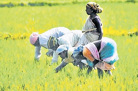 In August, the BJP had constituted a panel of senior leaders to study the ground realities faced by paddy cultivators. 