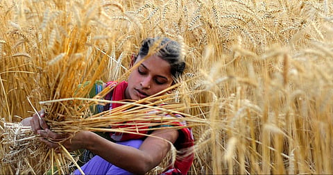 The brunt of informal, unaccounted labour has fallen disproportionately on Indian women
