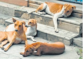 Kochi civic body ropes in NGO to curb stray dog menace, launch anti-rabies drive